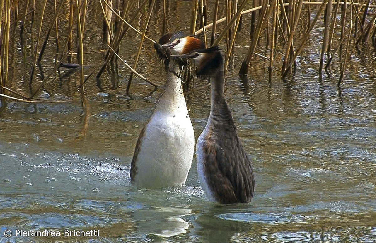 Great Crested Grebe - ML204553111