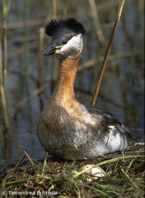  - Red-necked Grebe - 