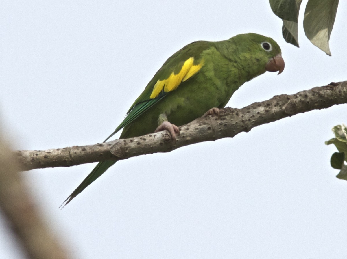 Yellow-chevroned Parakeet - Ken Havard