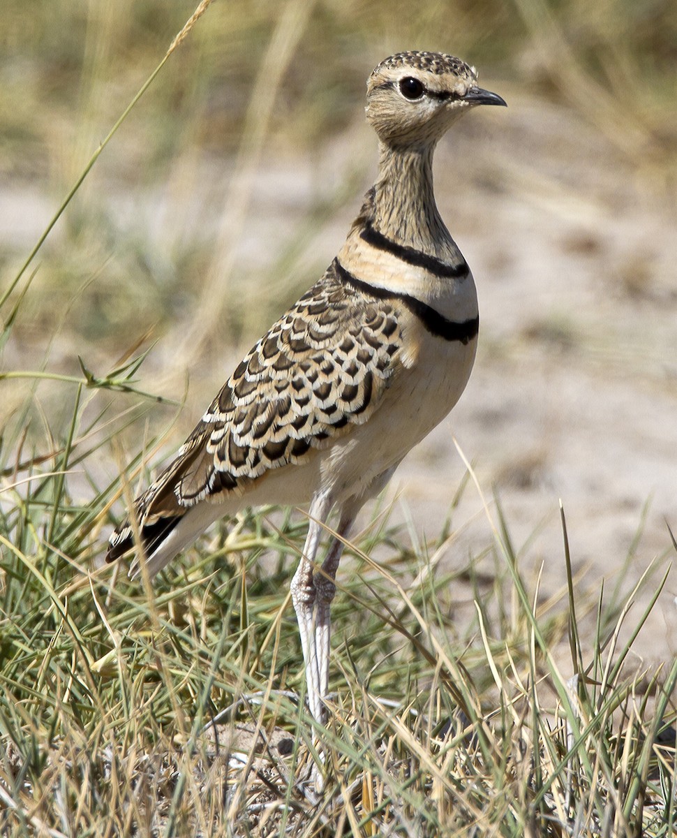 Double-banded Courser - Marco Valentini