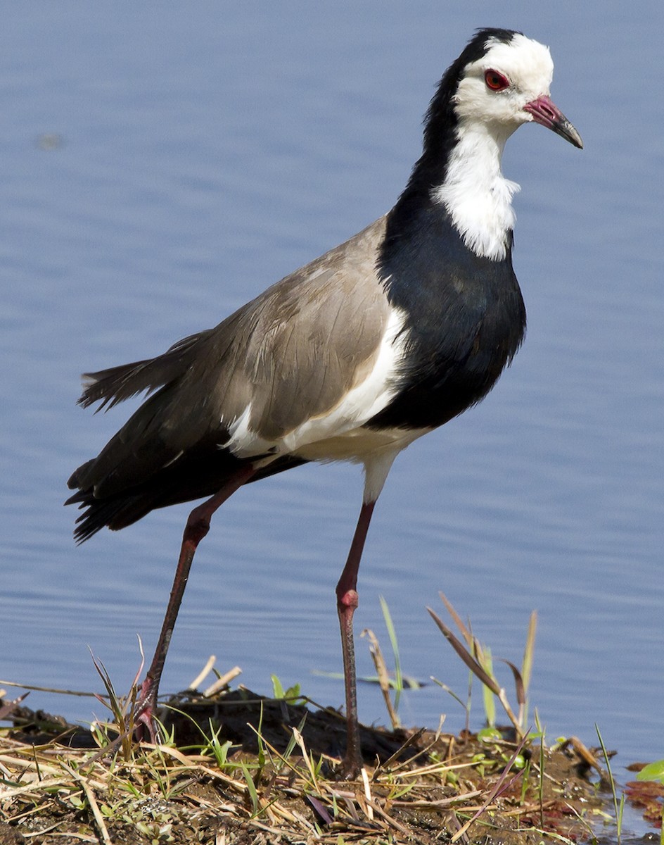 Long-toed Lapwing - Marco Valentini