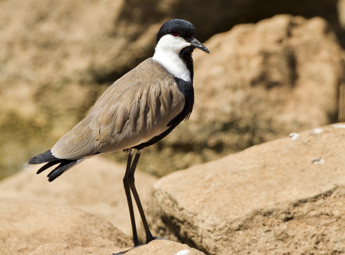 Spur-winged Lapwing - Marco Valentini