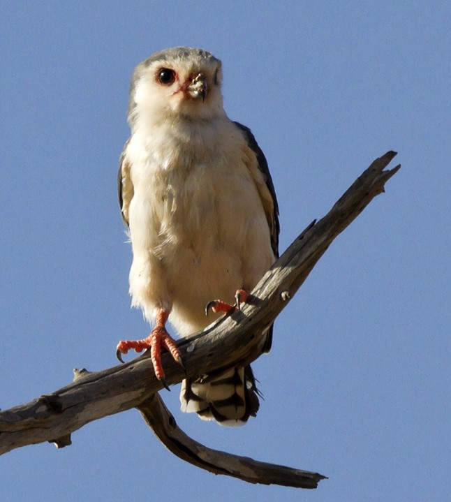 Pygmy Falcon - Marco Valentini