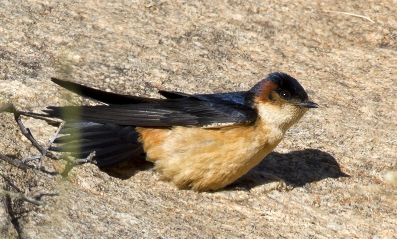 Red-rumped Swallow - Marco Valentini