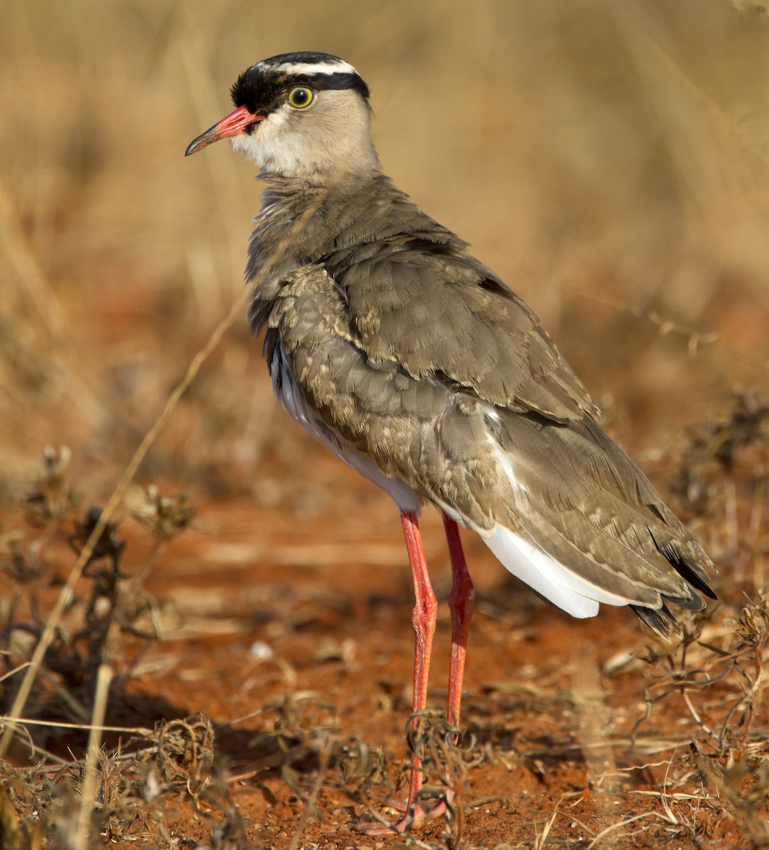 Crowned Lapwing - Marco Valentini