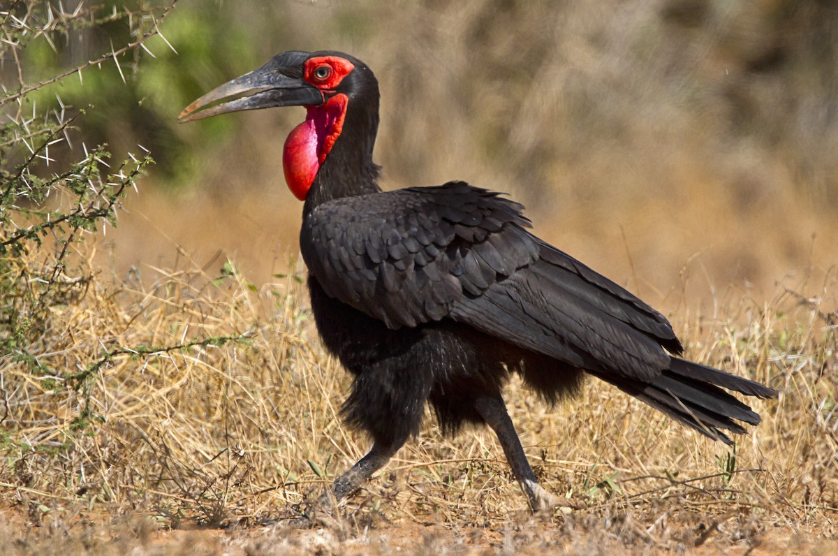 Southern Ground-Hornbill - Marco Valentini