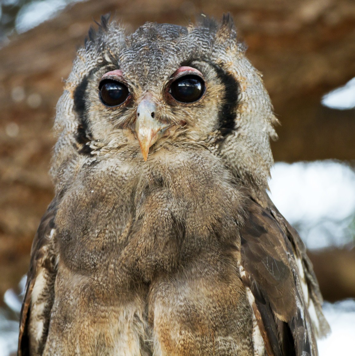 Verreaux's Eagle-Owl - Marco Valentini