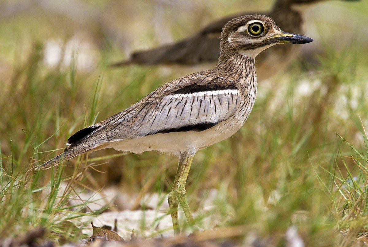 Water Thick-knee - Marco Valentini