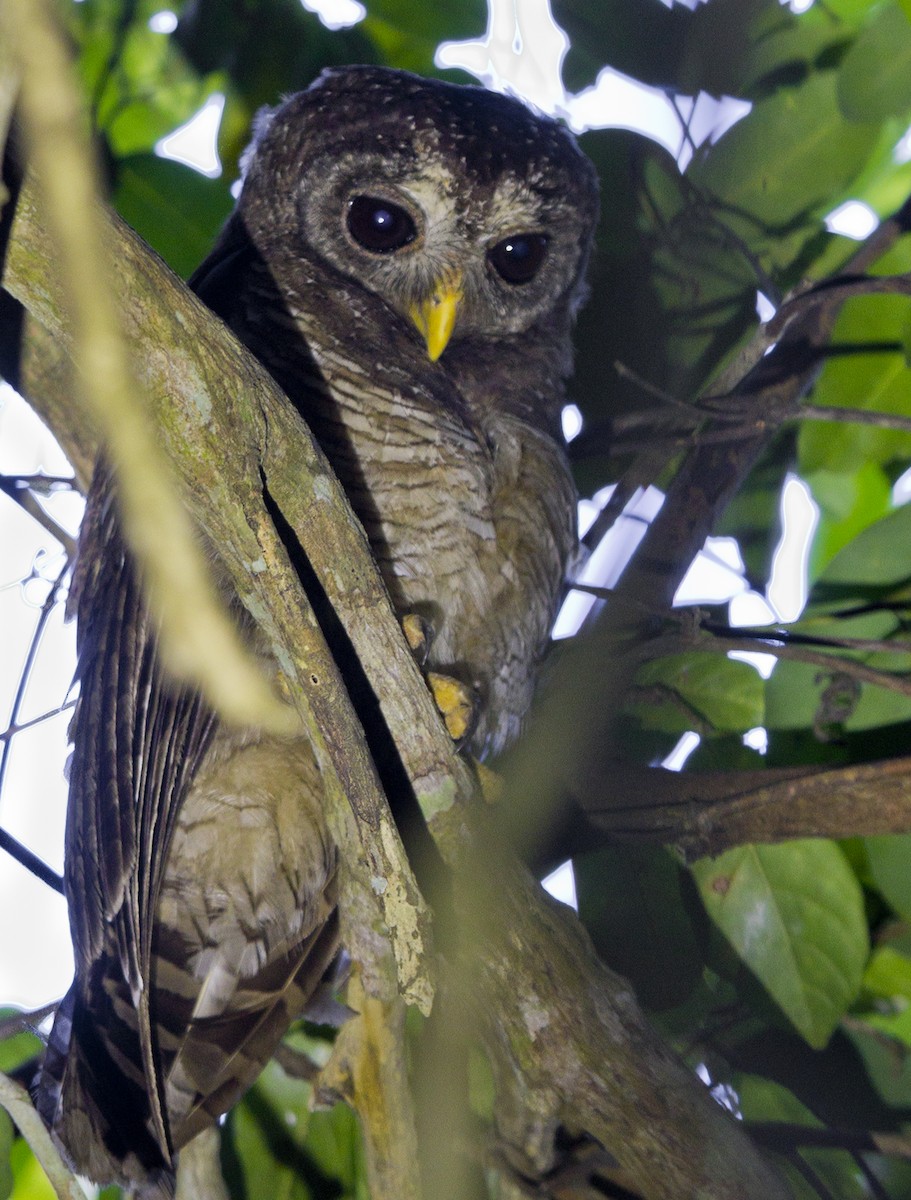 African Wood-Owl - ML204554671