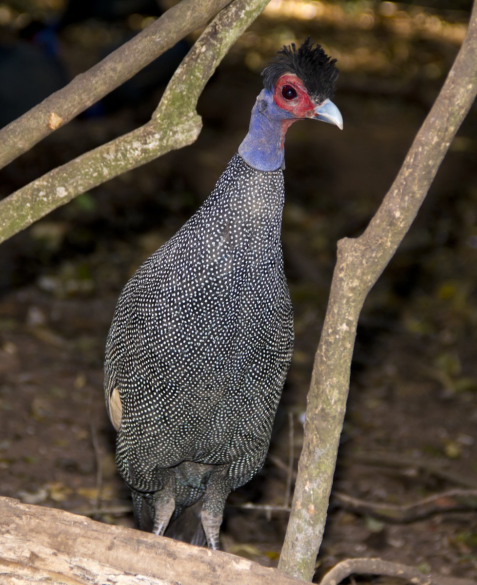Eastern Crested Guineafowl - Marco Valentini