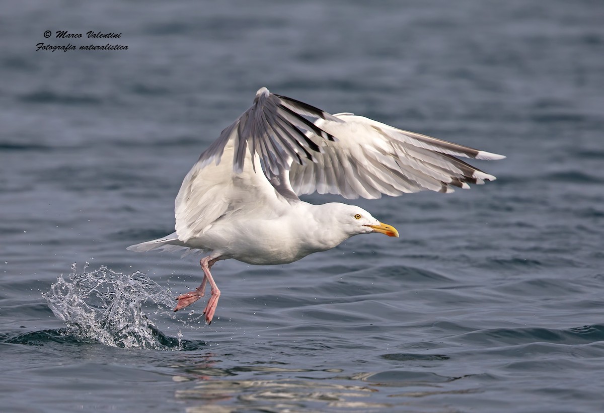 Herring Gull (European) - Marco Valentini