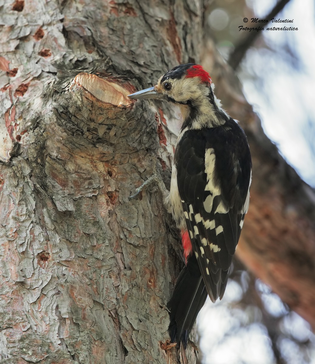 Syrian Woodpecker - ML204554941