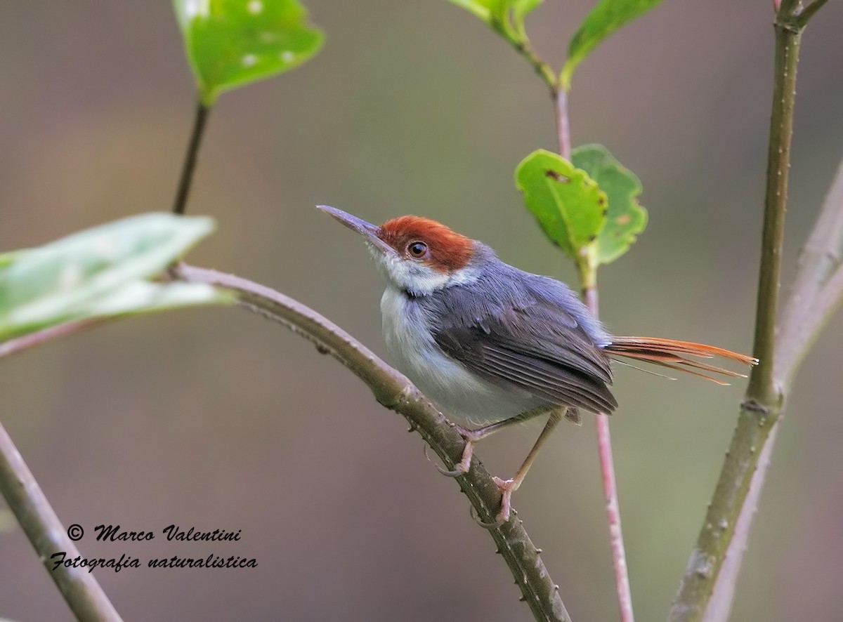 Rufous-tailed Tailorbird - Marco Valentini