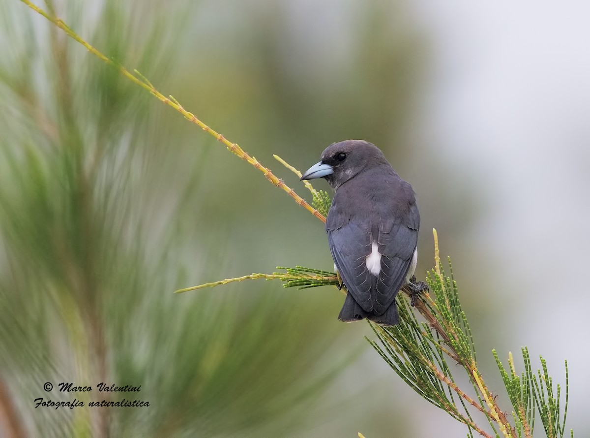 White-breasted Woodswallow - Marco Valentini