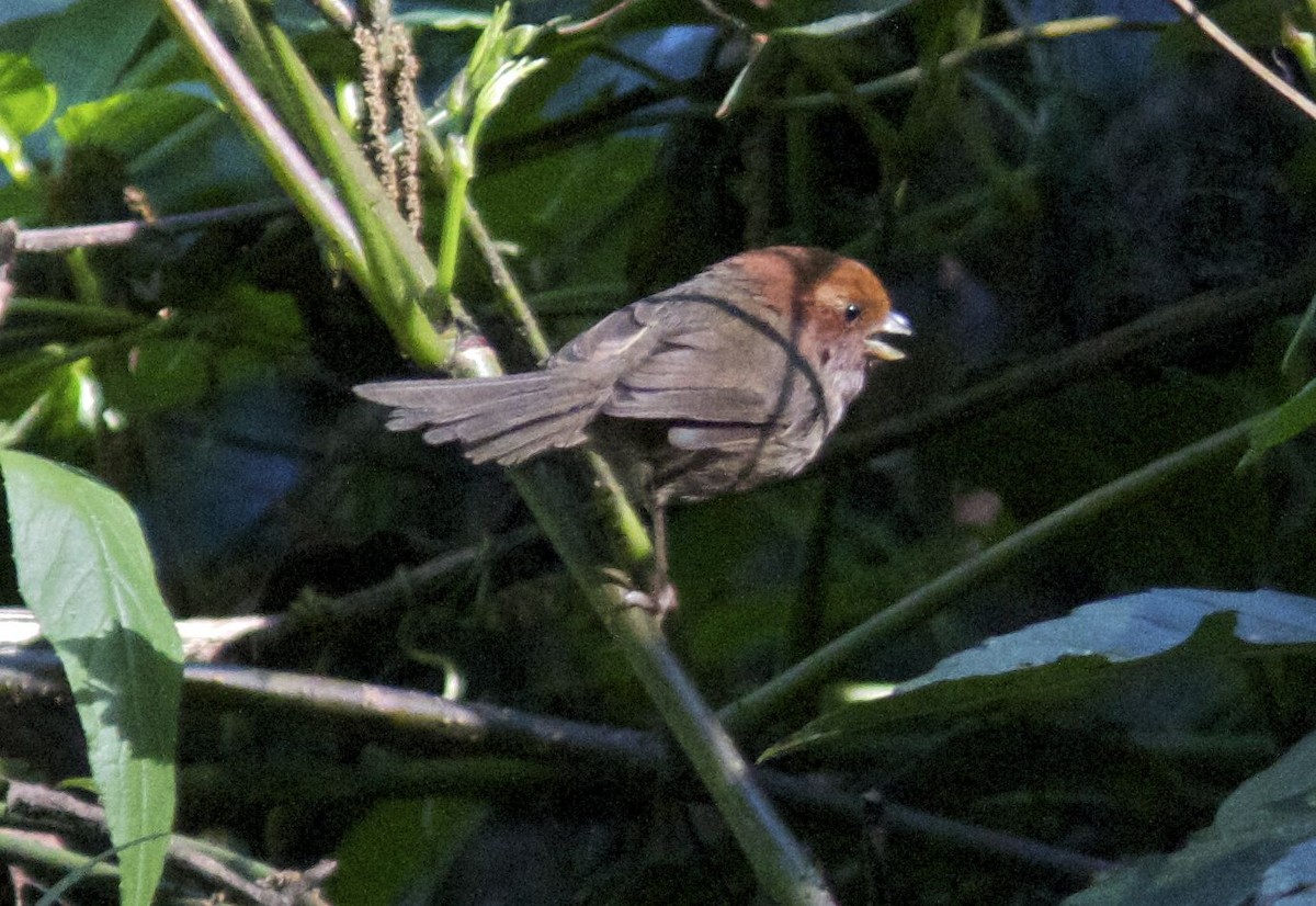 Brown-winged Parrotbill - ML204555511