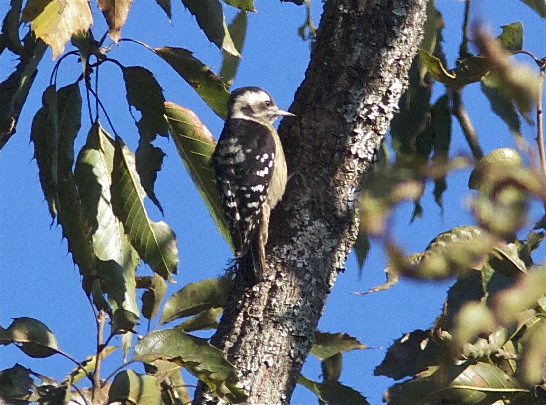 Gray-capped Pygmy Woodpecker - Ken Havard