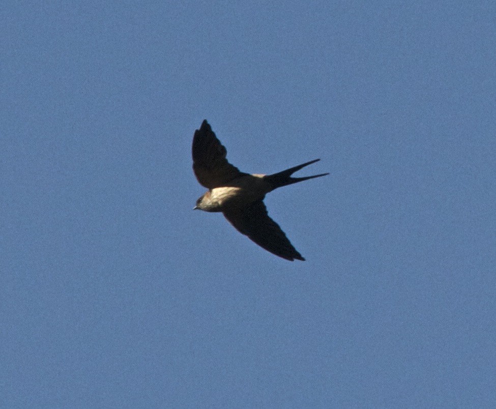 Striated Swallow - Ken Havard