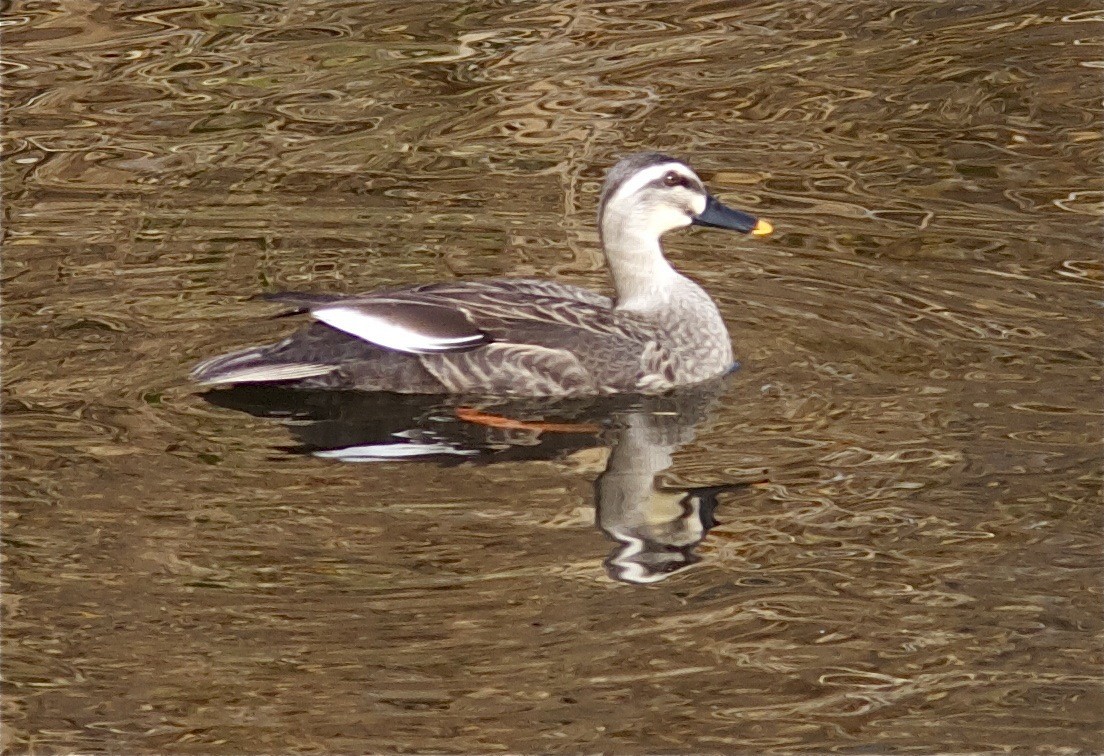Eastern Spot-billed Duck - Ken Havard