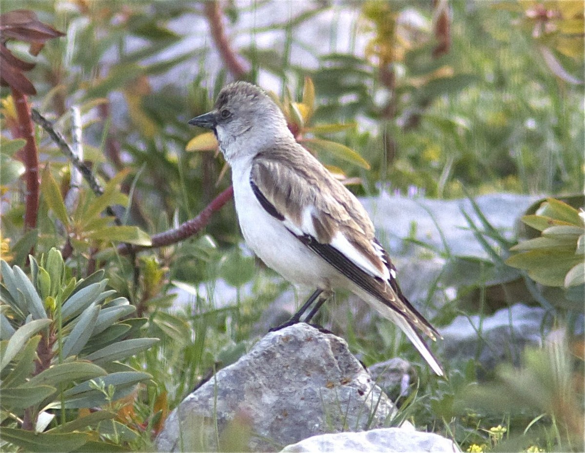 White-winged Snowfinch - ML204556091