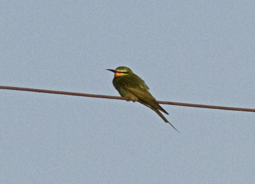 Blue-cheeked Bee-eater - Ken Havard