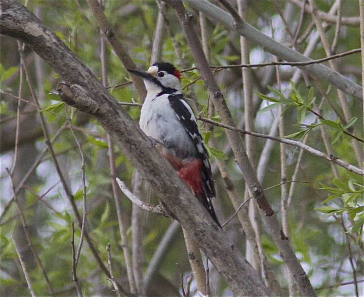 Syrian Woodpecker - Ken Havard