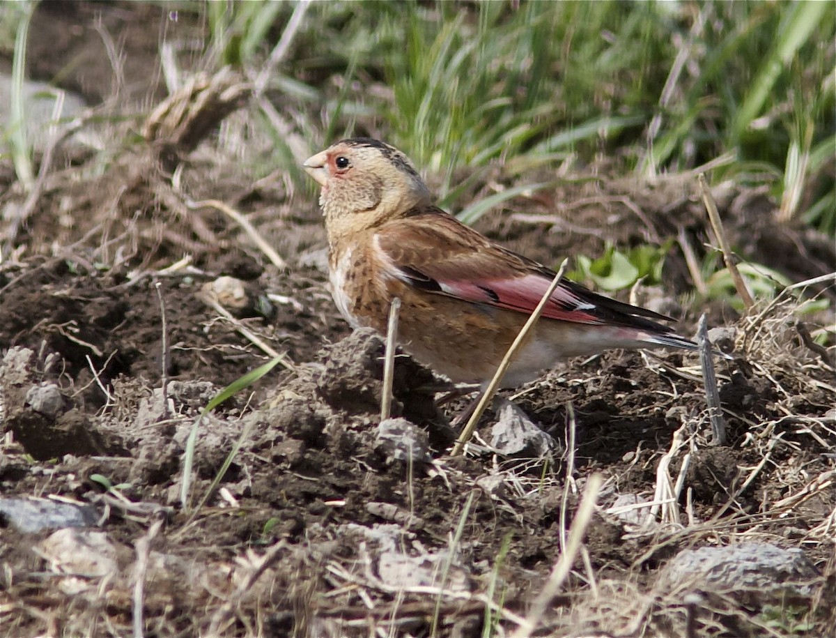 Crimson-winged Finch (Eurasian) - Ken Havard