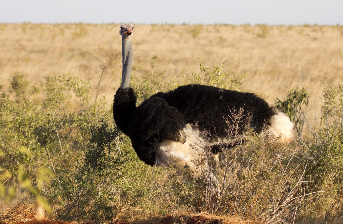 Сомалийский страус - ML204556671