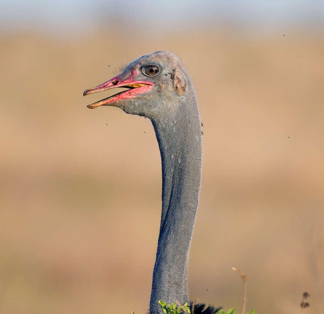 Somali Ostrich - Marco Valentini