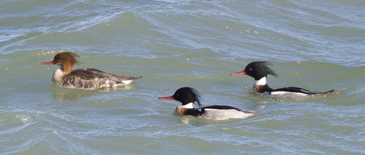 Red-breasted Merganser - Marco Valentini