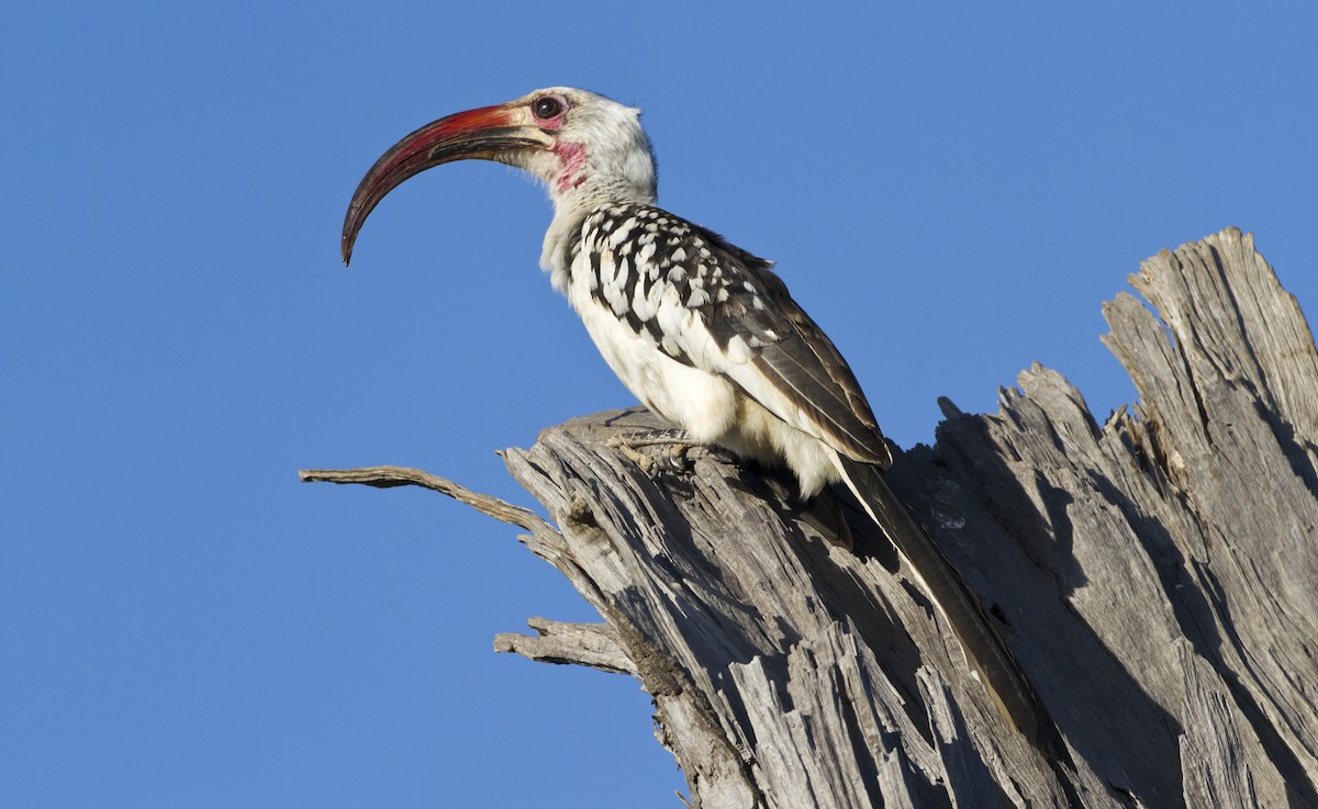 Northern Red-billed Hornbill - Marco Valentini