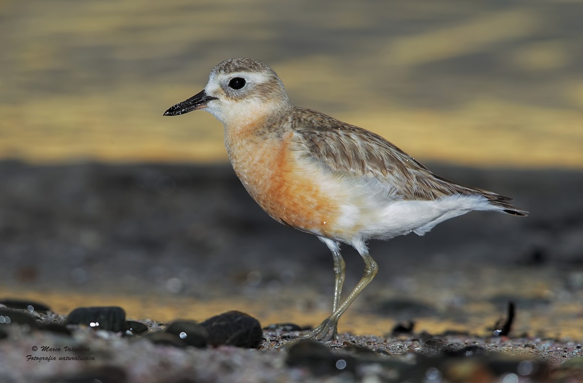 Red-breasted Dotterel (Northern) - ML204557481