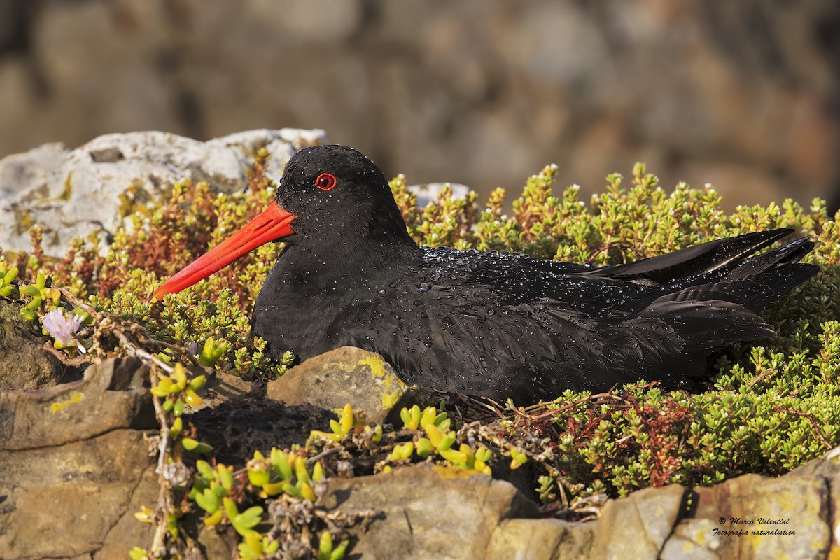 Variable Oystercatcher - Marco Valentini