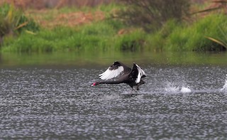 Black Swan, ML204557691