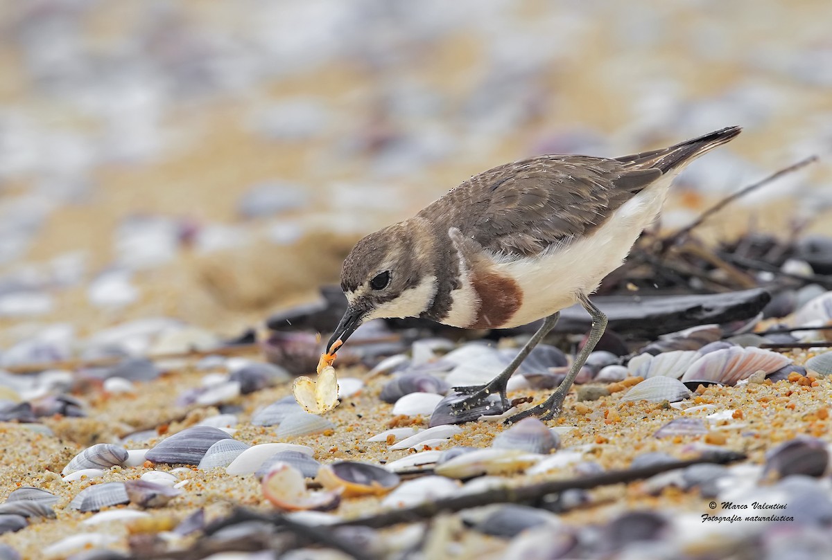 Double-banded Plover - Marco Valentini
