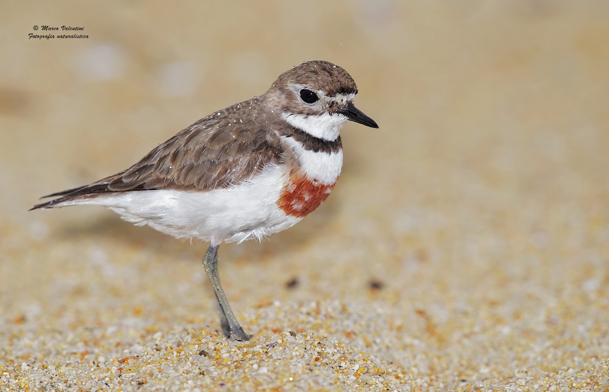 Double-banded Plover - ML204557721
