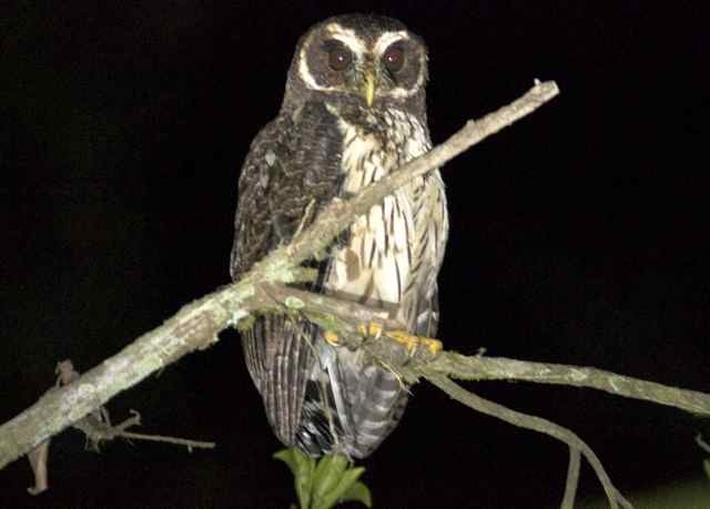 Mottled Owl - Ken Havard