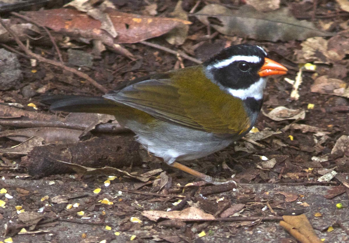 Orange-billed Sparrow (spectabilis) - ML204558151