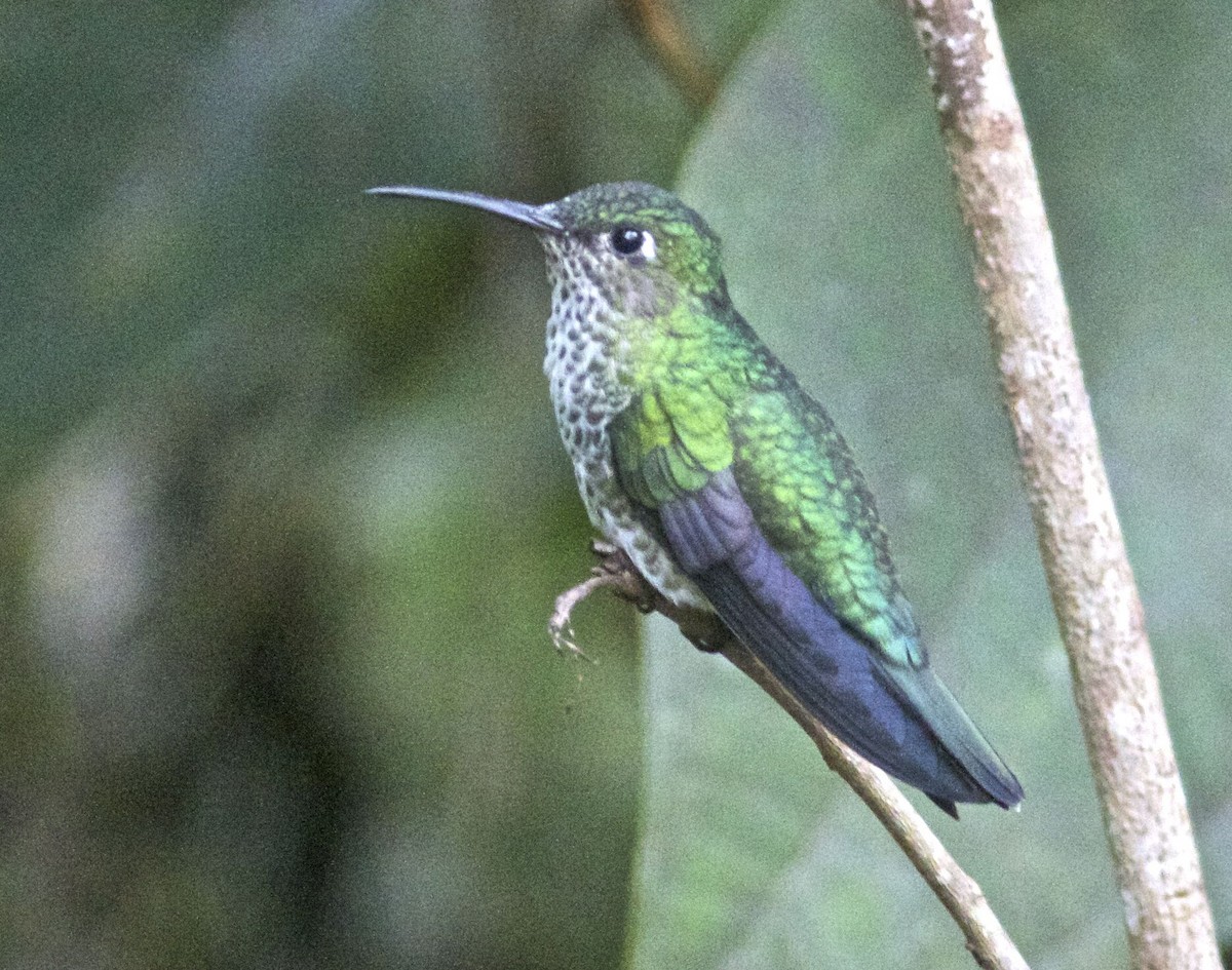 Many-spotted Hummingbird - Ken Havard