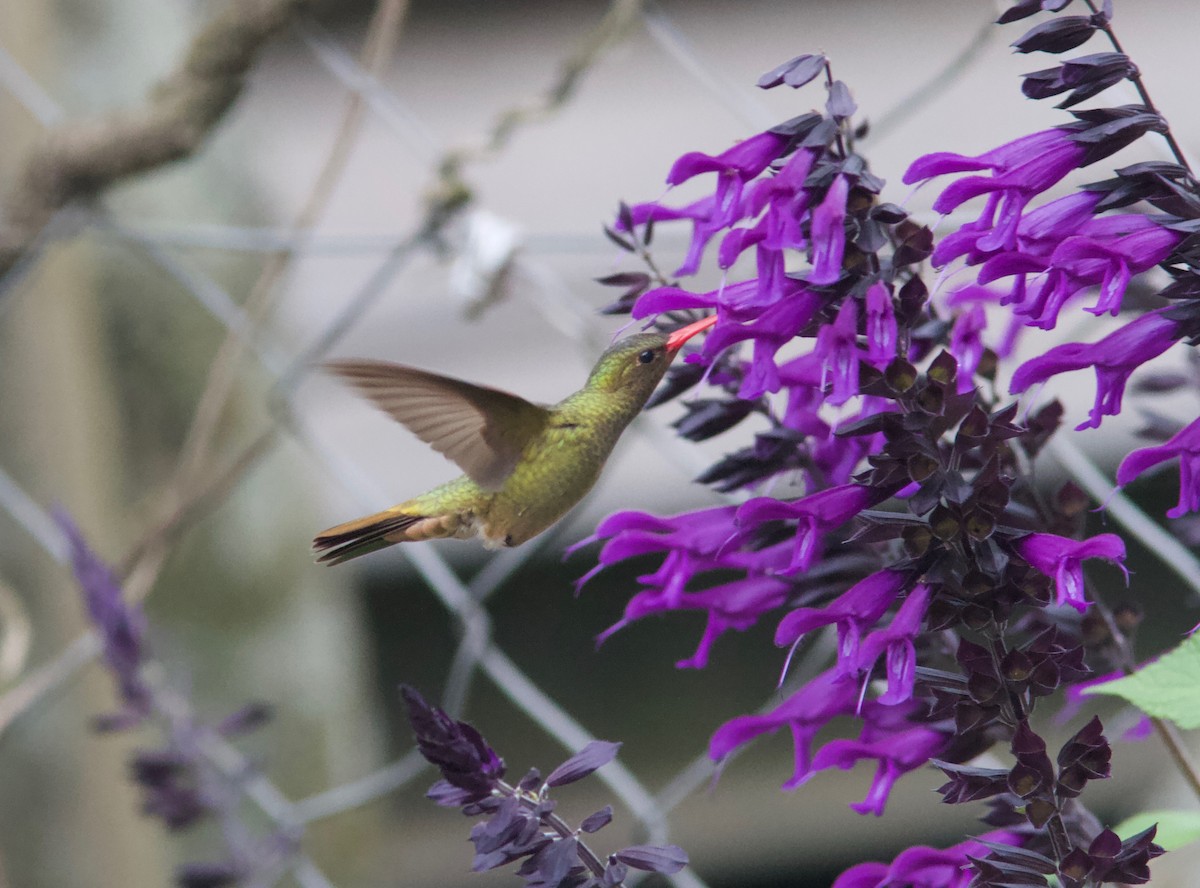 Gilded Hummingbird - Ken Havard