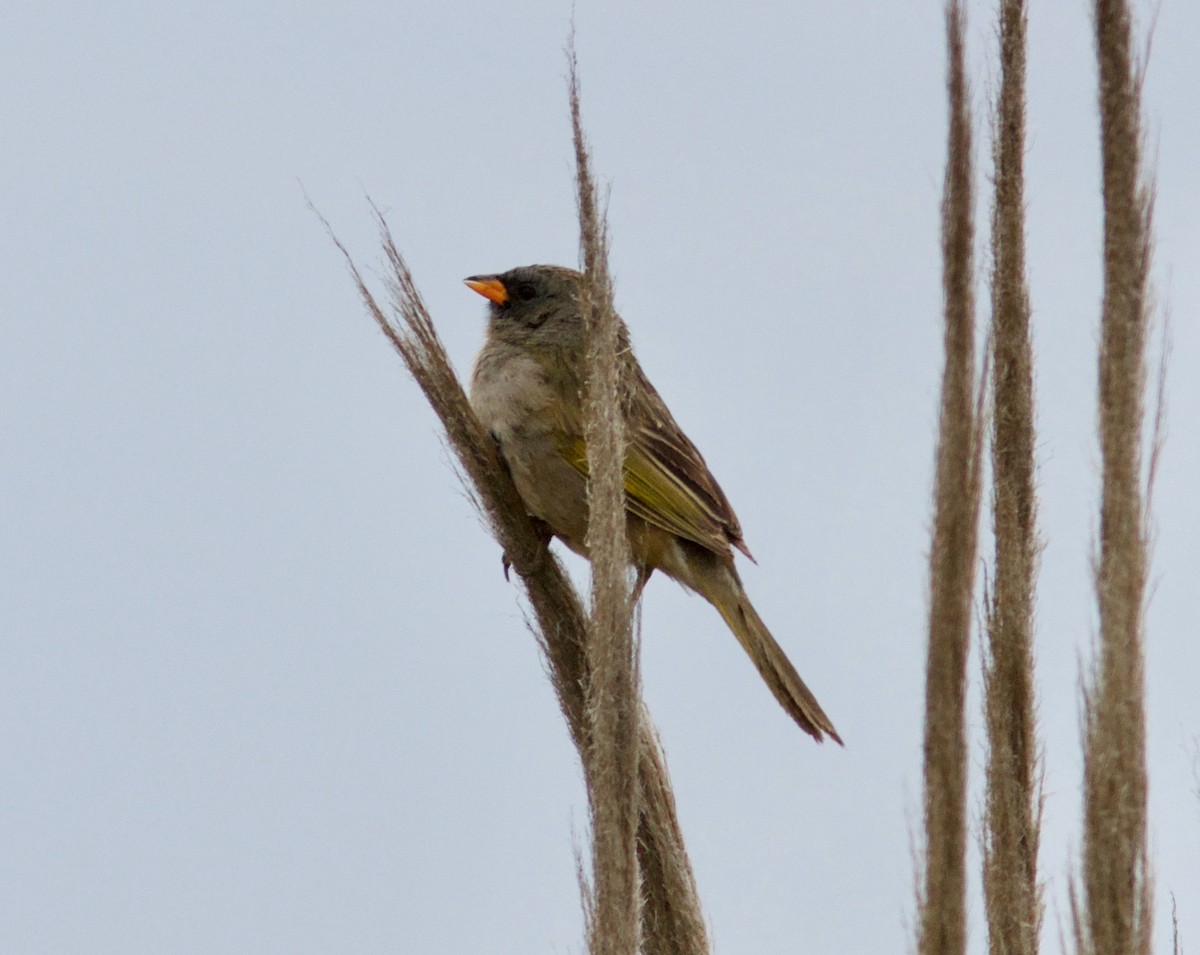 Great Pampa-Finch (Eastern) - Ken Havard