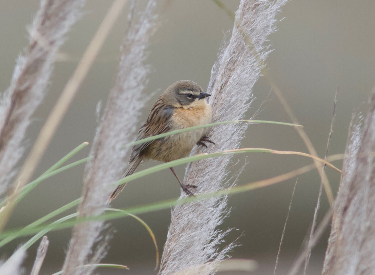 Long-tailed Reed Finch - Ken Havard