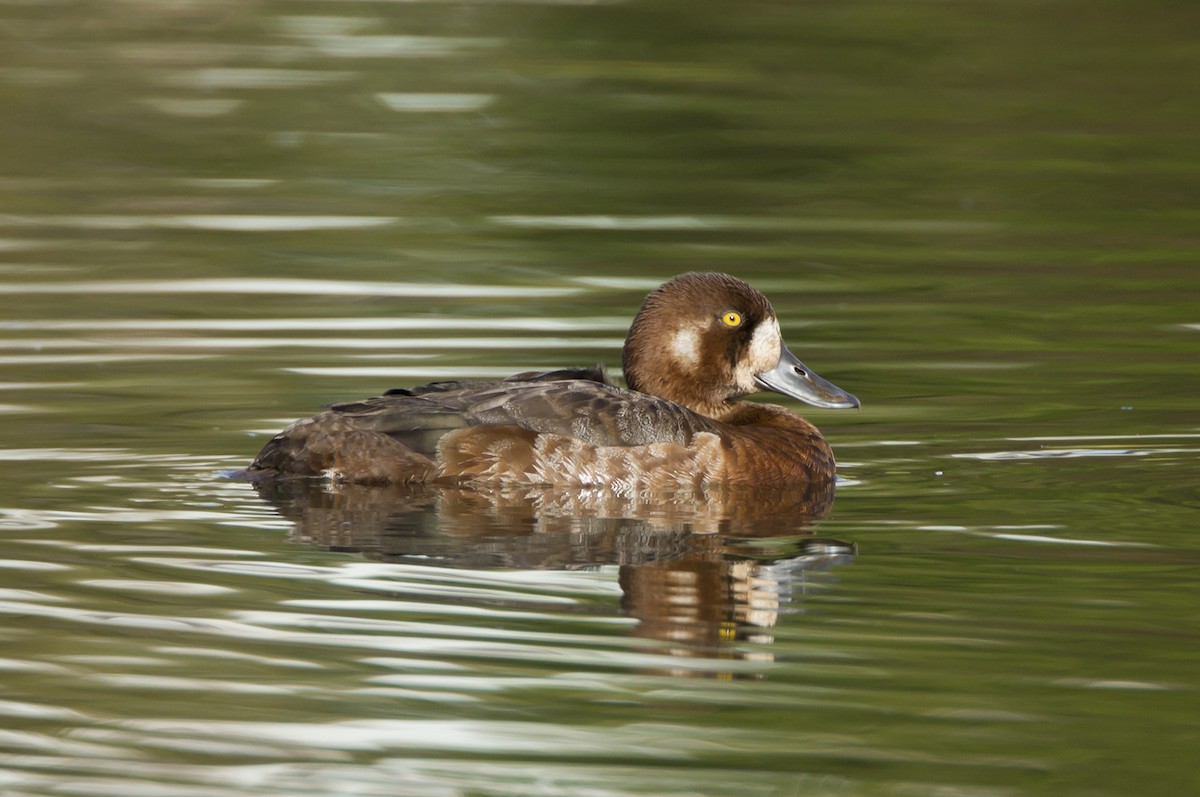 Greater Scaup - ML204559301