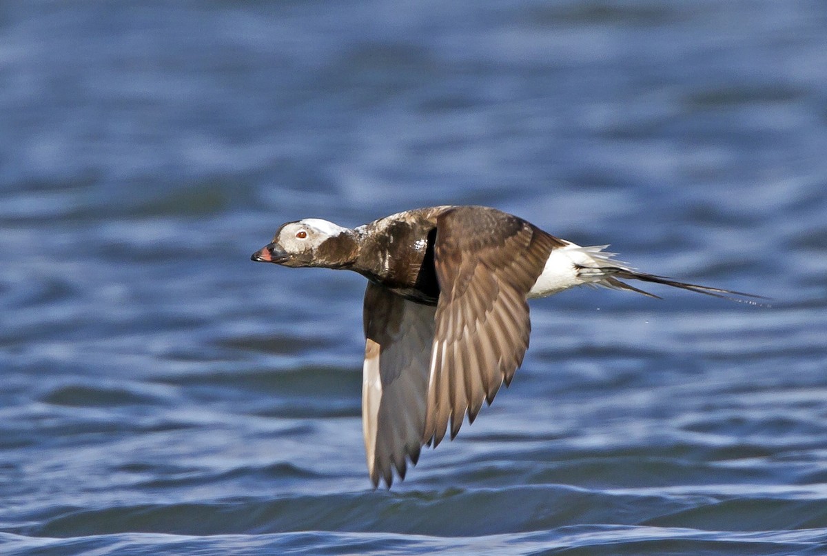 Long-tailed Duck - Marco Valentini