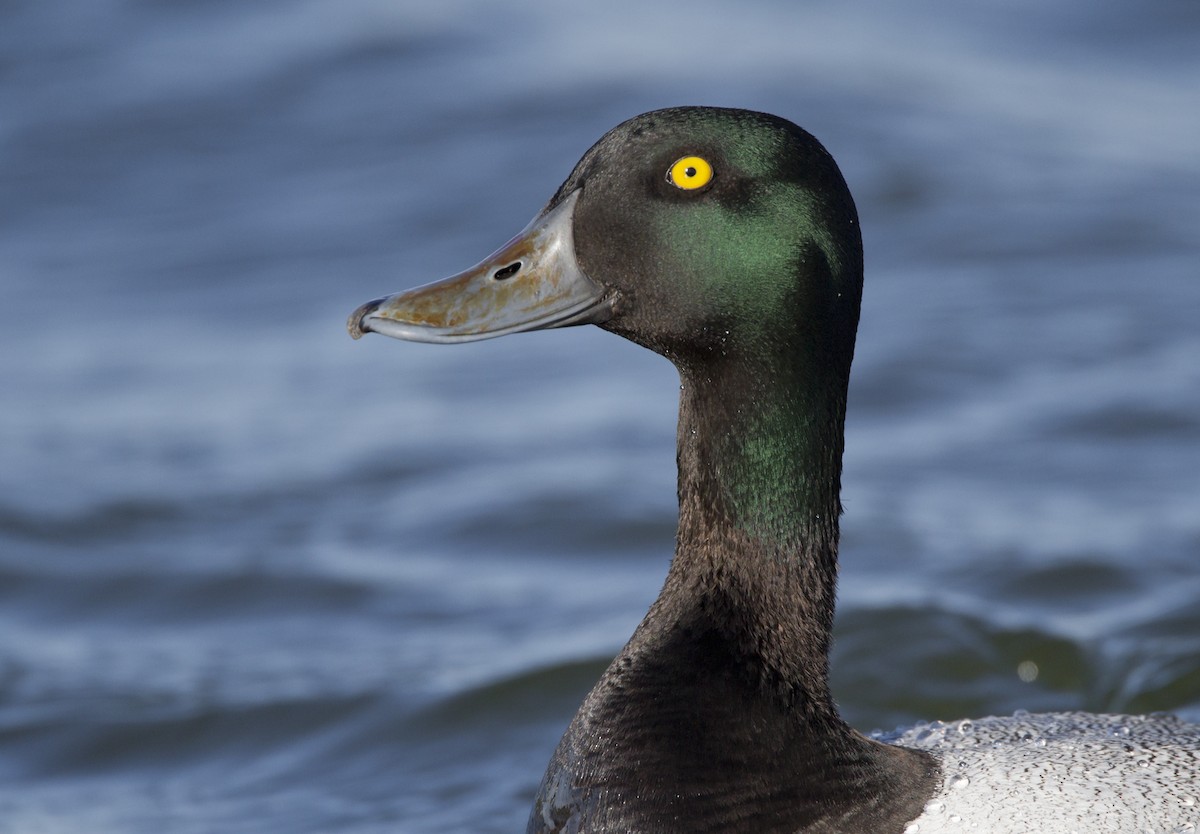 Greater Scaup - ML204559811