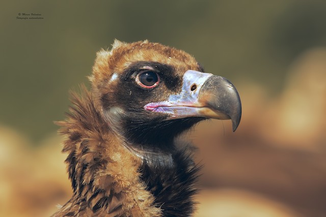 Adult Cinereous Vulture - Cinereous Vulture - 