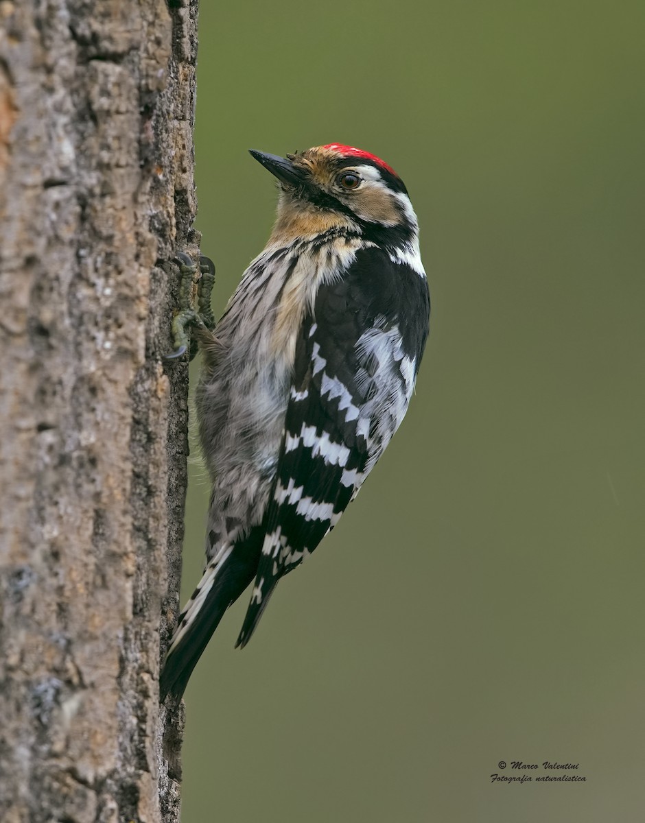 Lesser Spotted Woodpecker - Marco Valentini