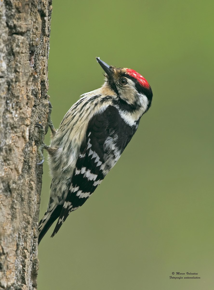 Lesser Spotted Woodpecker - ML204560081