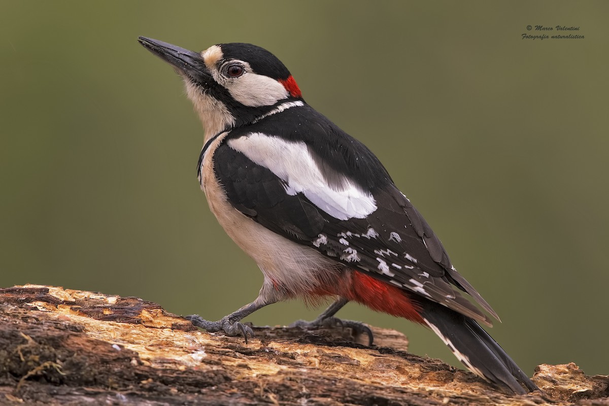 Great Spotted Woodpecker - Marco Valentini