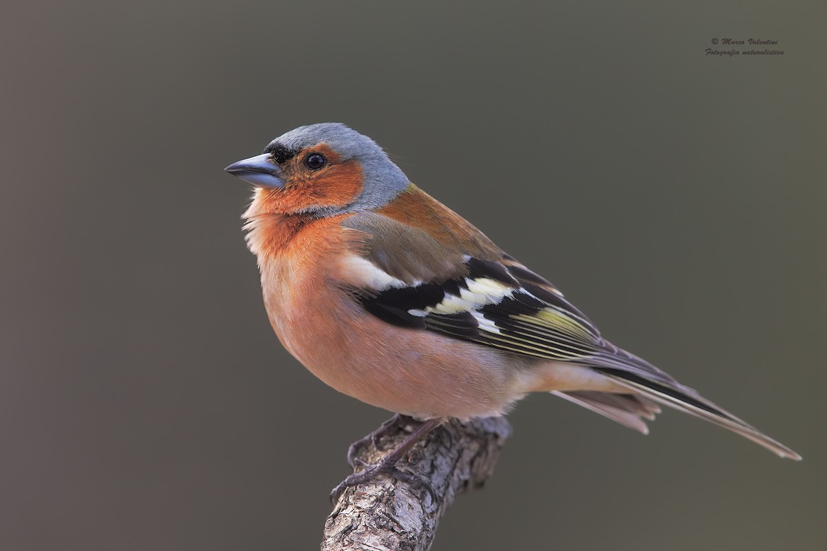 Common Chaffinch - Marco Valentini