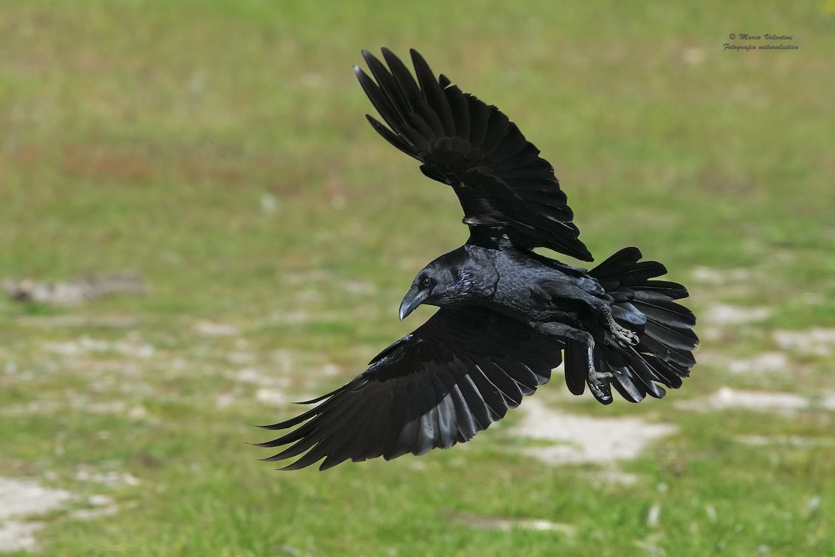 Common Raven - Marco Valentini